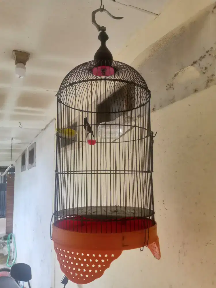 Konin Natuna ring mapan