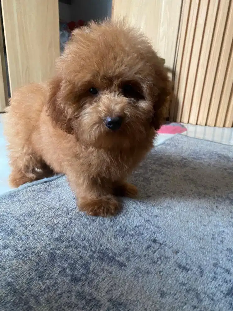 Poodle red betina usia 5 bulan vaksin, non stb kaki pendek
