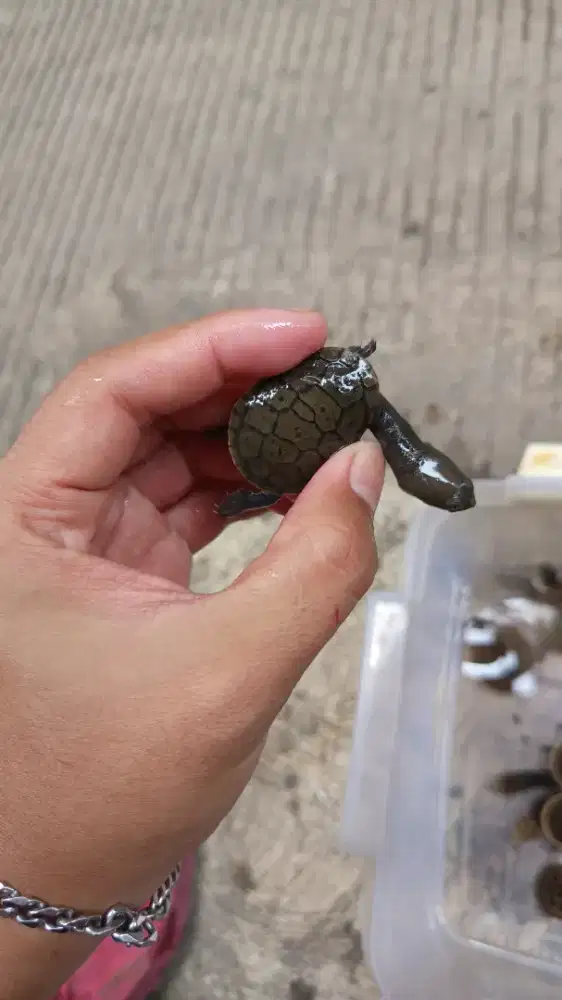 Kura siebenrocky 4cm