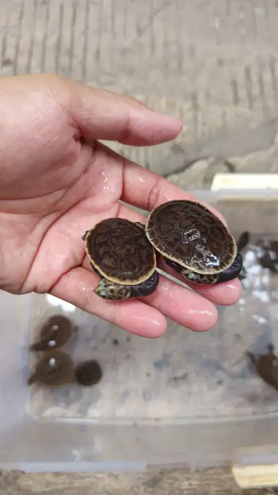 Kura parkeri 4 - 5cm