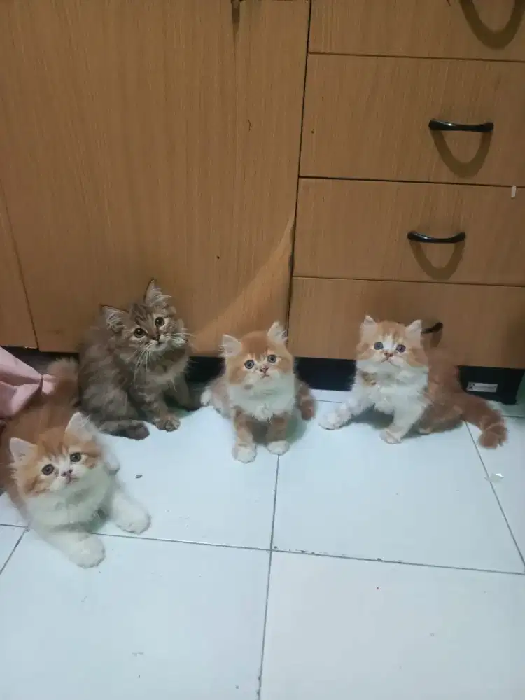 Kucing kitten Persia anggora