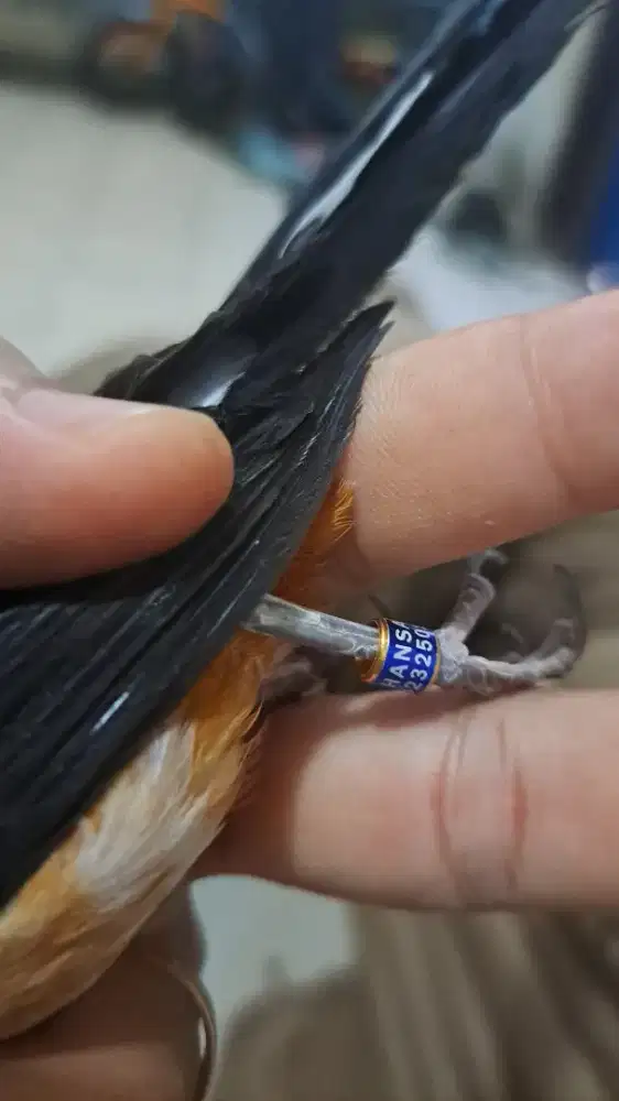 Murai blorok pastol kaki hitam