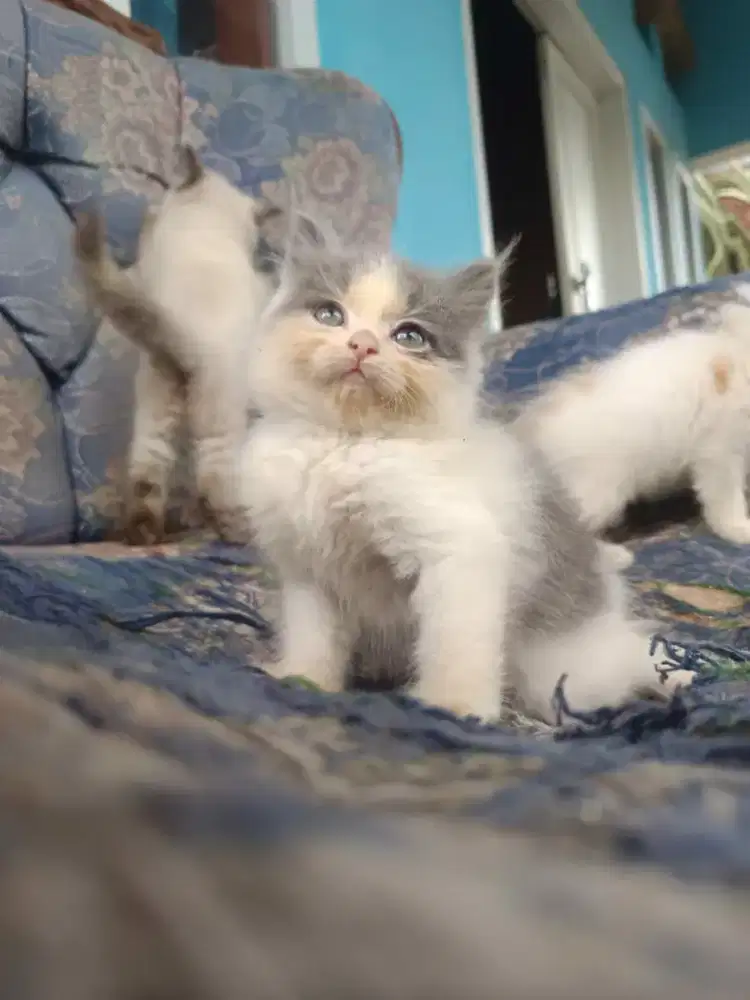 Kucing persia flatnose scottish bsh munchkin ragdol mainecoon peaknose