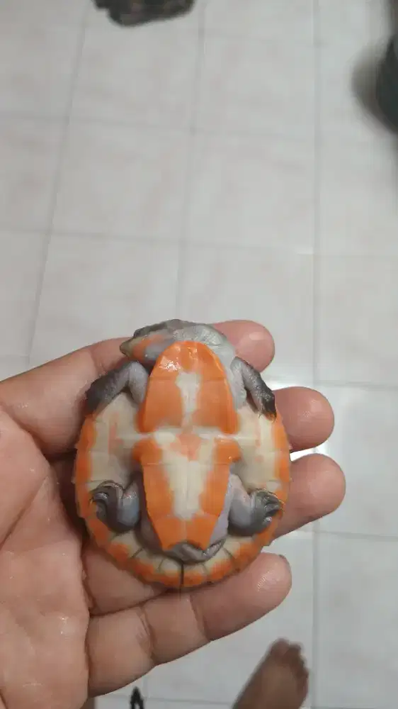 Kura kura dada merah bukan brazil