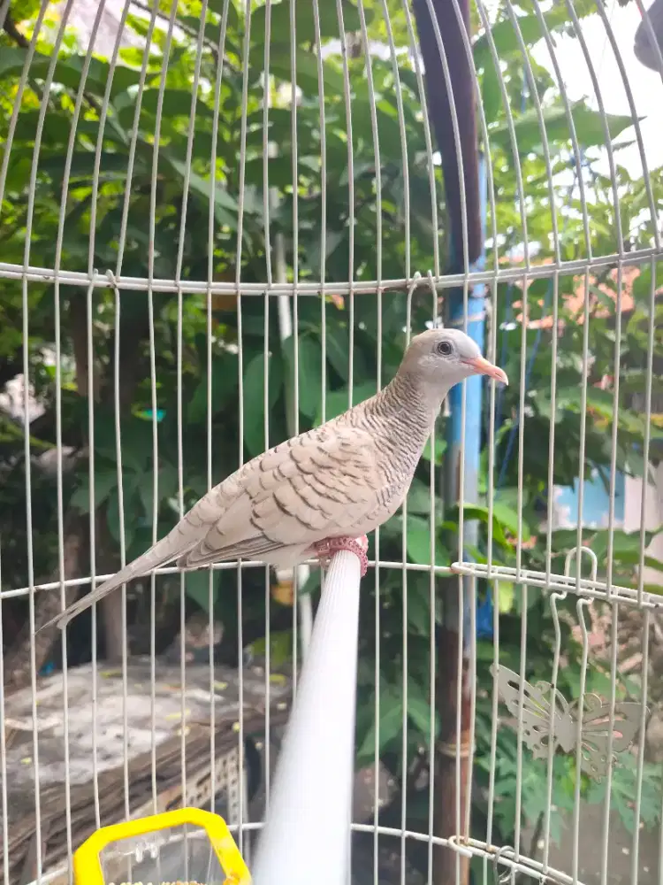 Perkutut silver bunyi