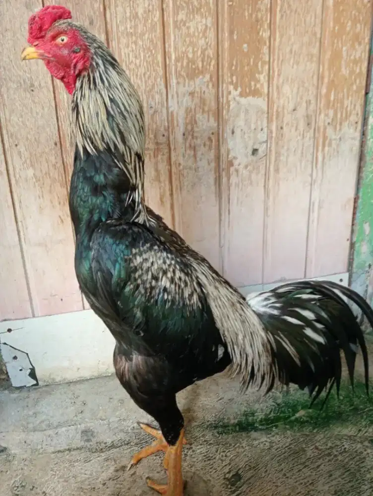 Ayam Bangkok klasik ukuran 6