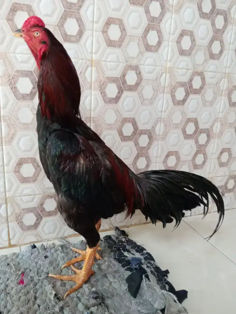 Ayam Bangkok baturante