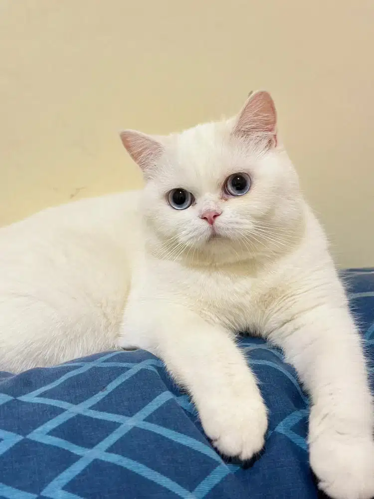 British Shorthair female