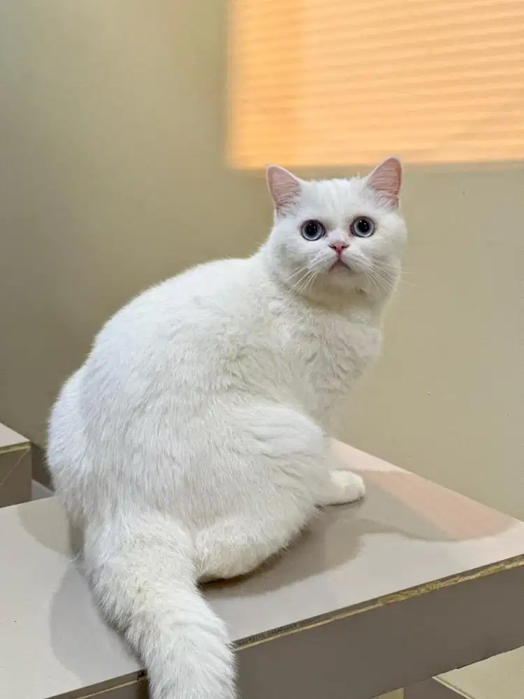 British shorthair blue eyes