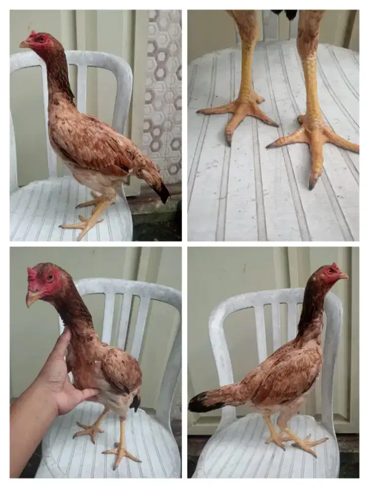 Ayam bangkok umur 11 bulanan