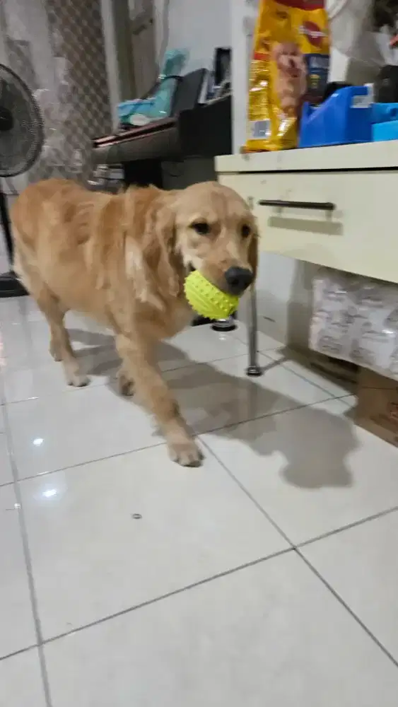 Anjing Golden Retriever 9 bulan Stamboom