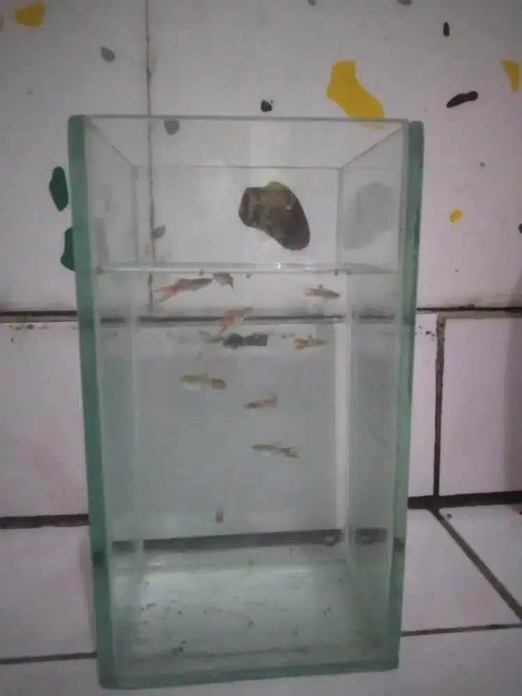 Mini aquarium dan sepasang ikan
