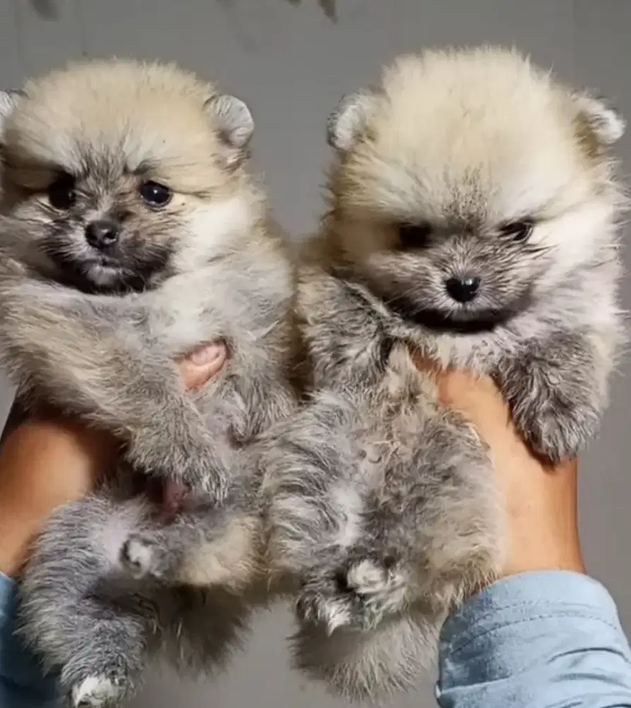 Anjing minipom no mix