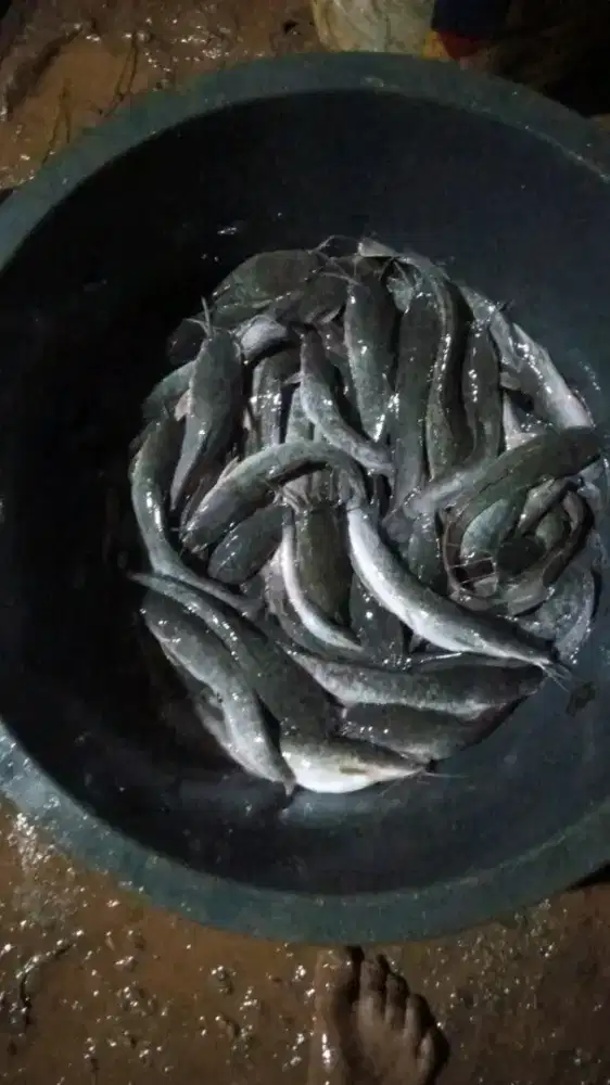 LELE KONSUMSI 1KG isi 10