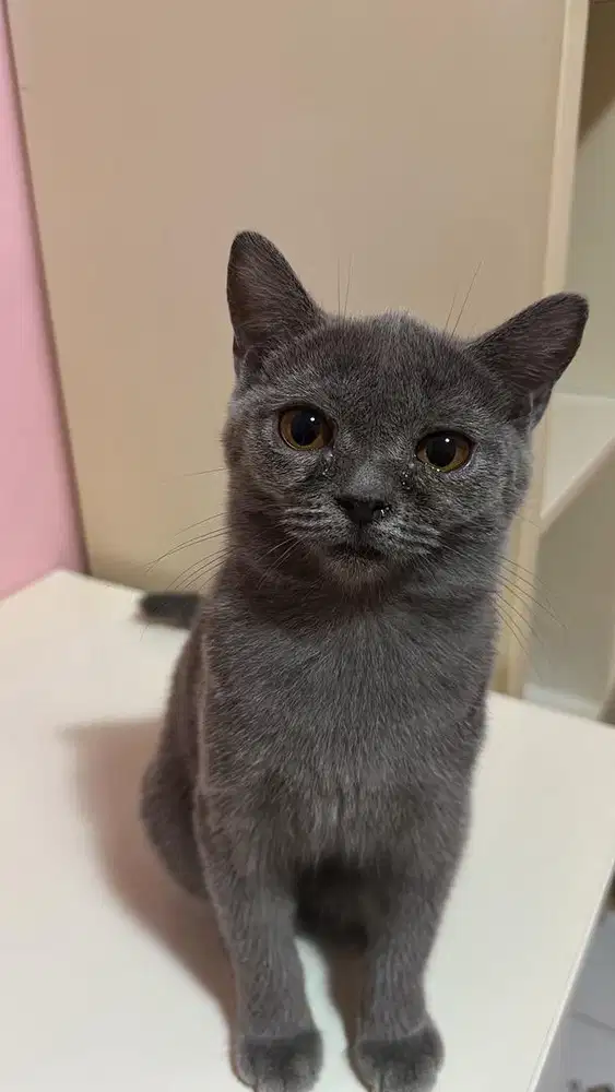 Kucing British Shorthair Kitten