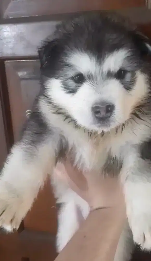 ANAK ANJING ALASKAN MALAMUTE STAMBUM, VAKSIN, CHIP. GOOD QUALITY
