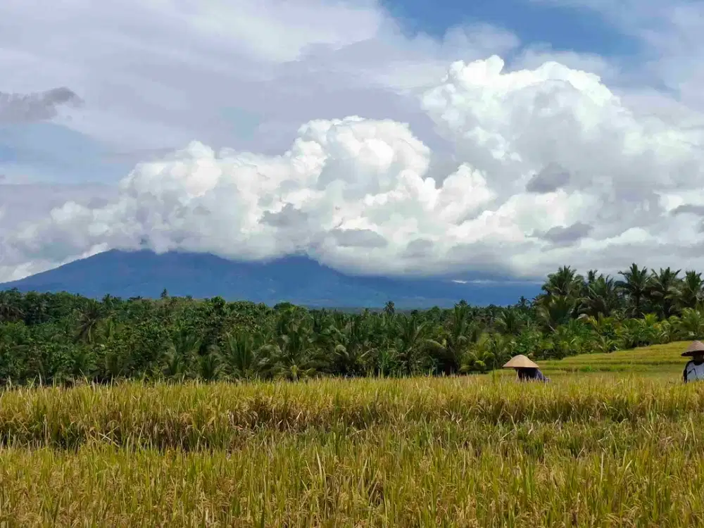 tanah view gunung dan sawah berisi kandang ayam