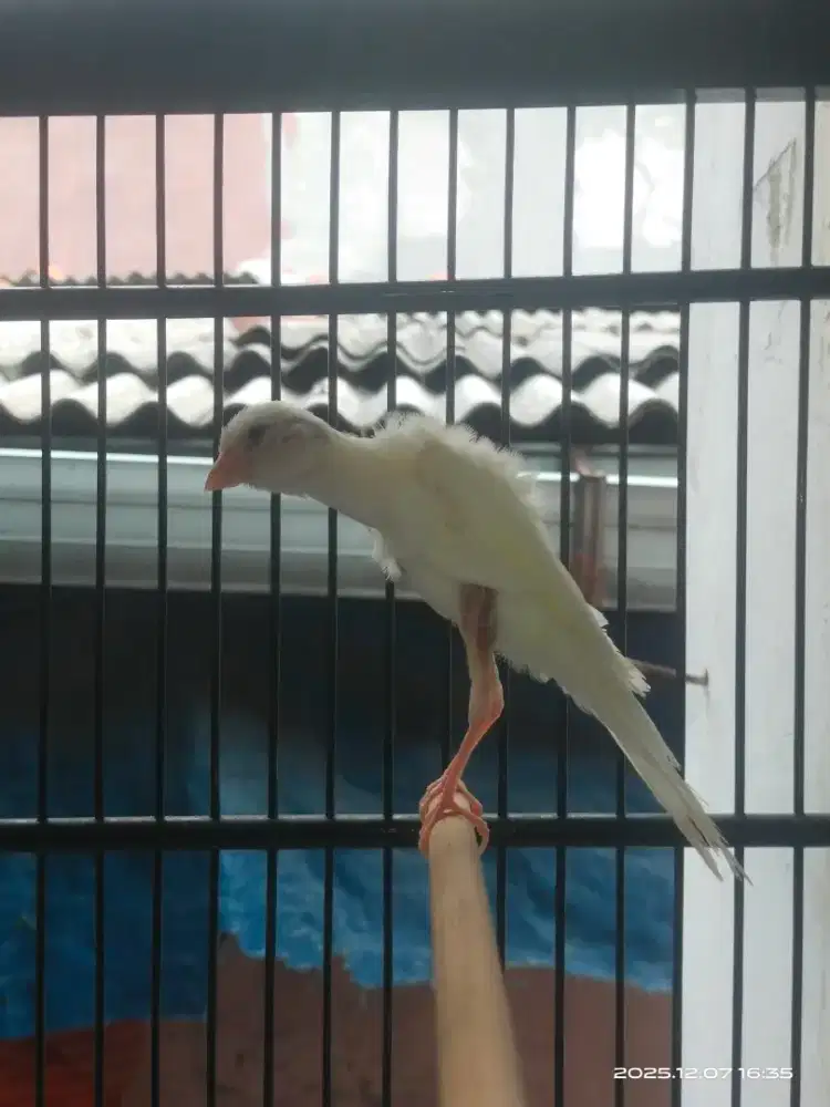 Kenari Giboso box 25