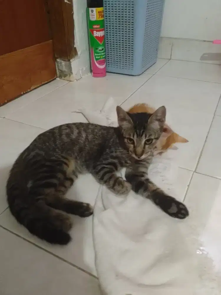 Kucing jantan mix busok n siam