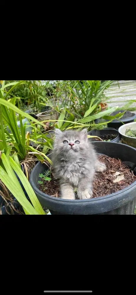 Kitten persia bigboon