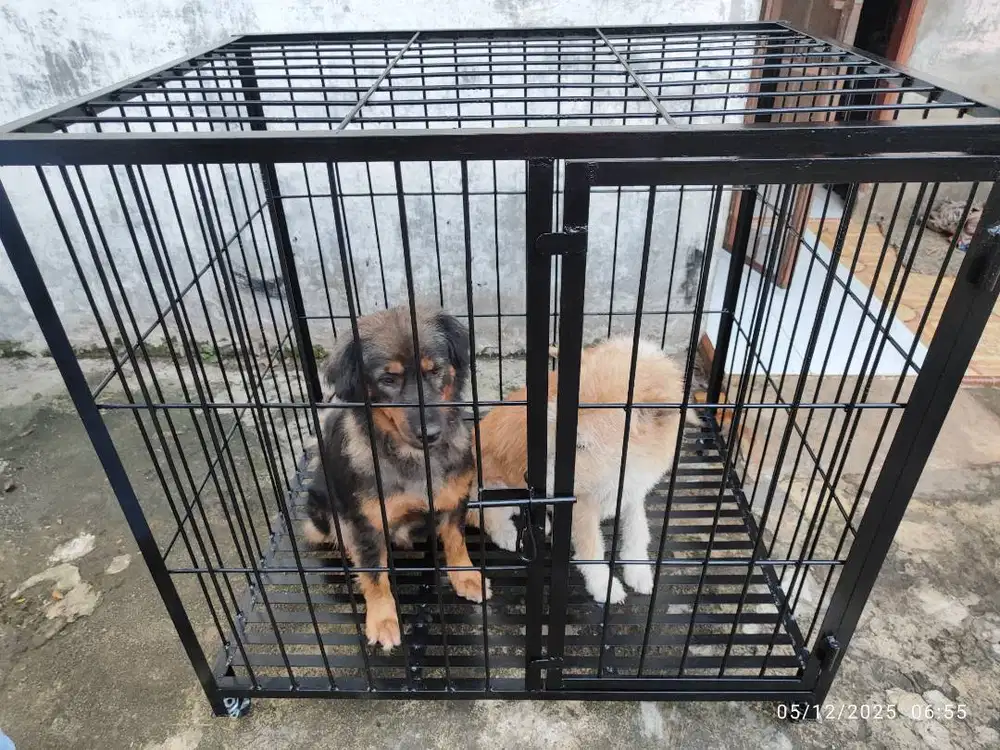 Kandang Anjing ras Besar