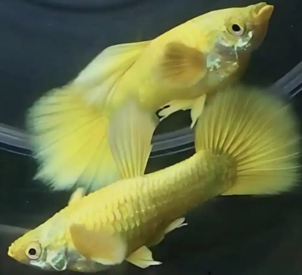 Guppy full gold sepasang