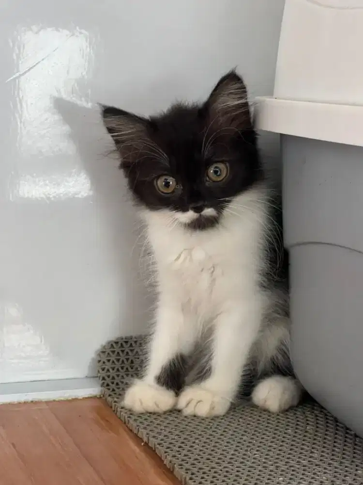 Kucing Scottish, British Shorthair, Munchkin, Persia