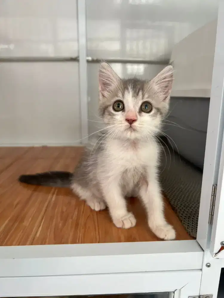 Kucing Scottish, British Shorthair, Munchkin, Persia