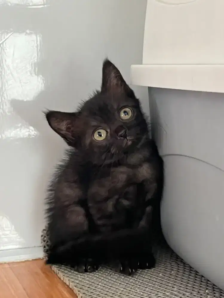 Kucing Scottish, British Shorthair, Munchkin, Persia