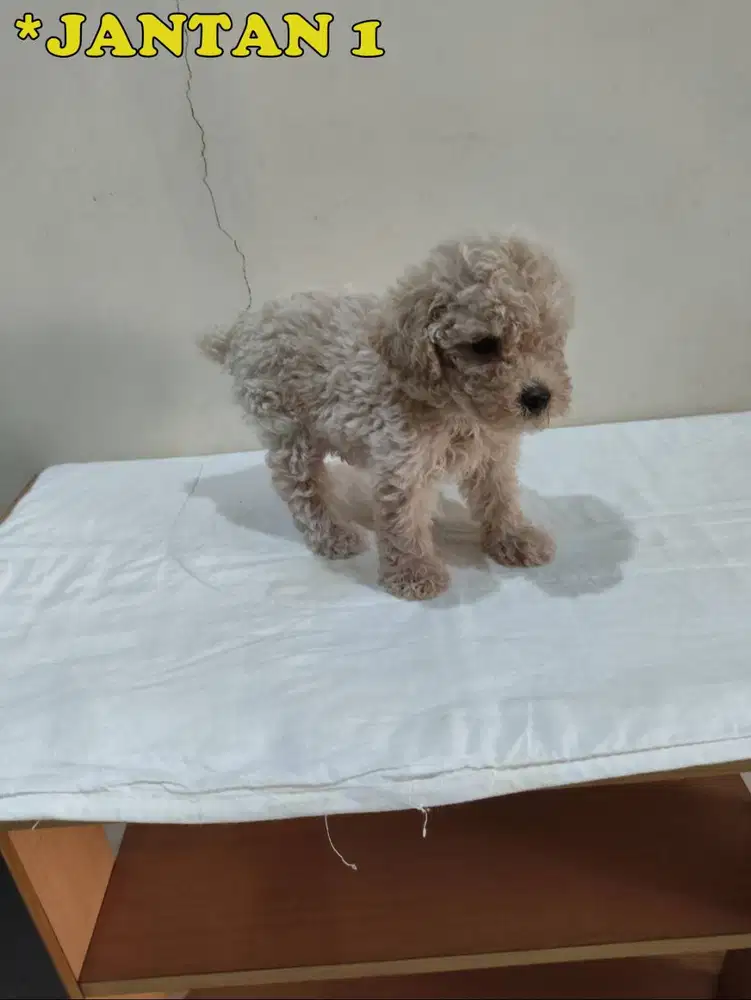 Jual Anakan Poodle Jantan dan Betina