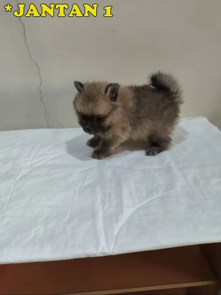 Jual Anak Pomeranian (Pom) Betina dan Jantan