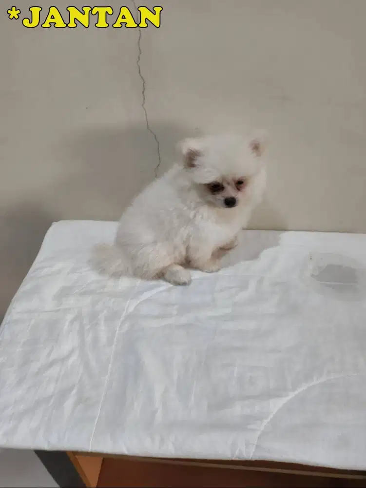 Jual Anakan Pomeranian (Pom) Putih Jantan dan Betina