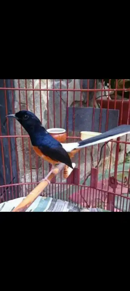 Muray hutan eks prestasi