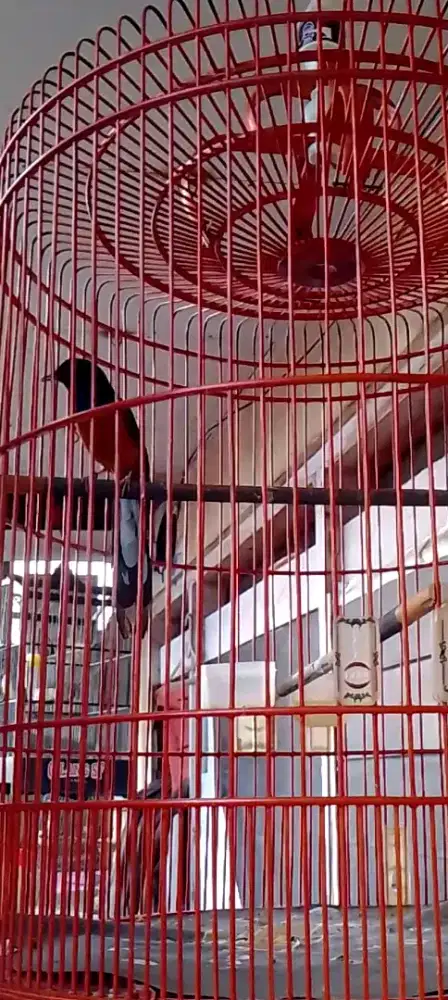 Muray batu hutan prospek