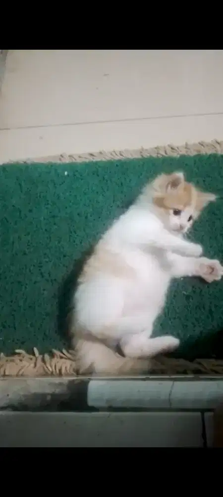 KITTEN OYEN PUTIH