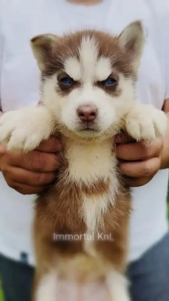 Siberian Husky Trisula Mata Biru Idaman