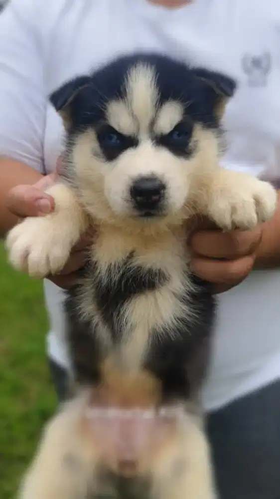 Siberian Husky Marking trisulla denagan warna mata Idaman