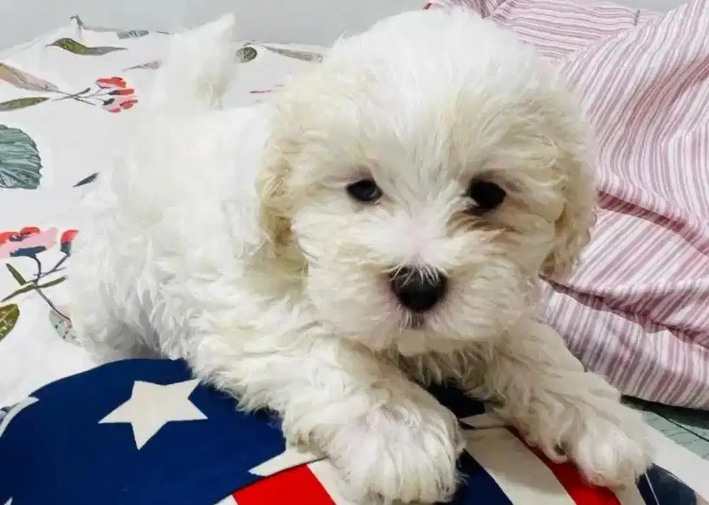 Maltipo (maltese x poodle)