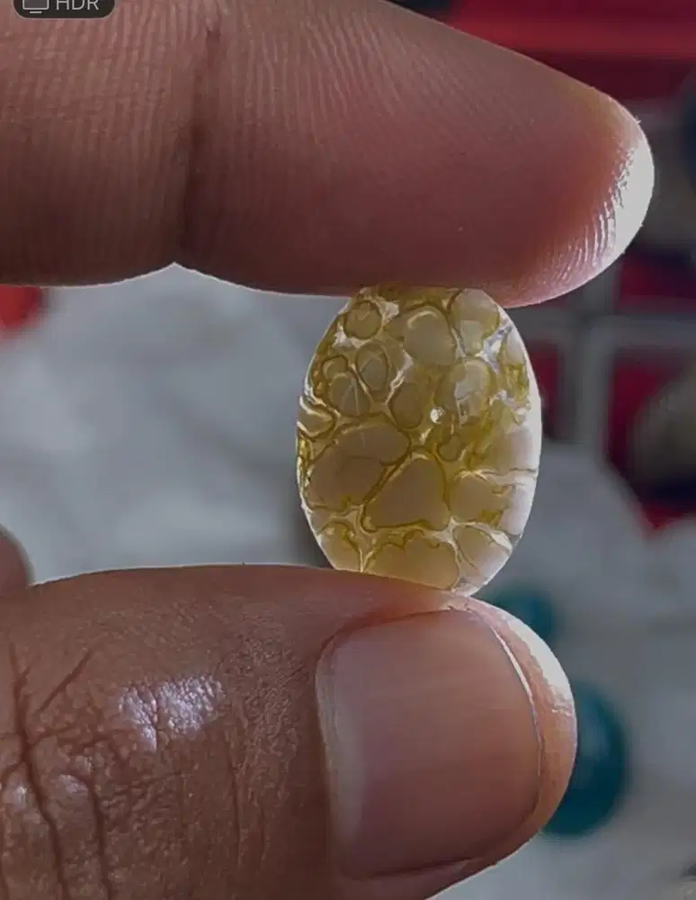 Lostune kura albino giwang