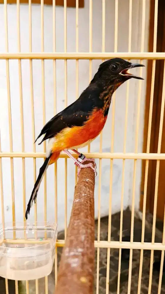 Murai trotol medan jantan prospek