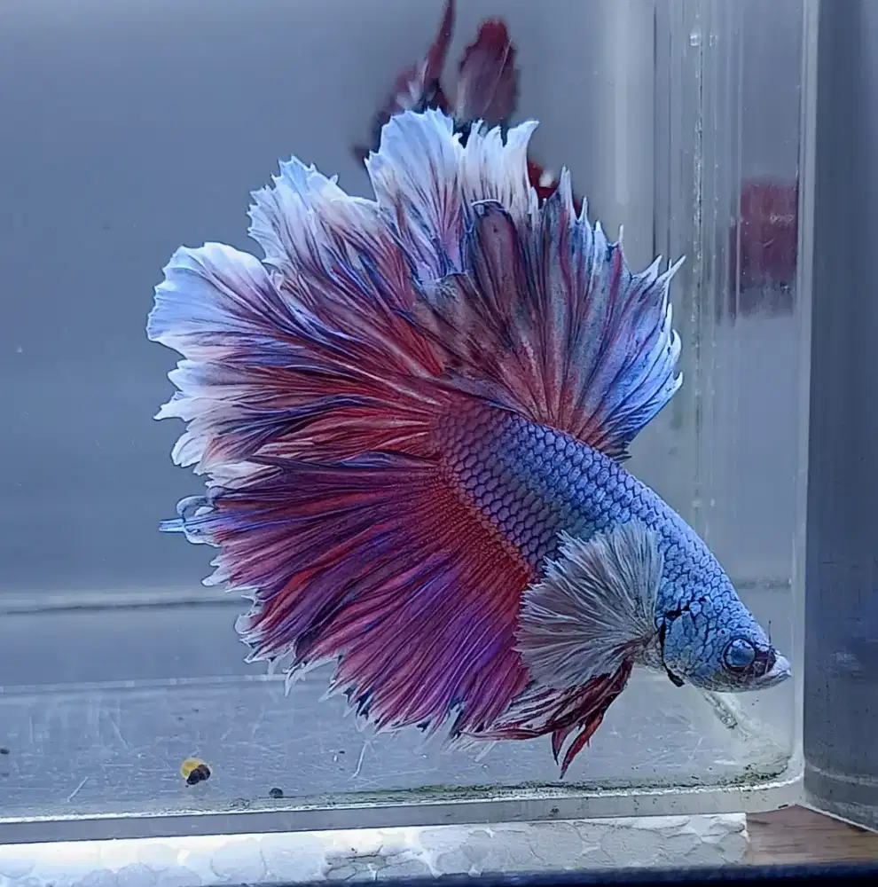 ikan cupang hm rosetail