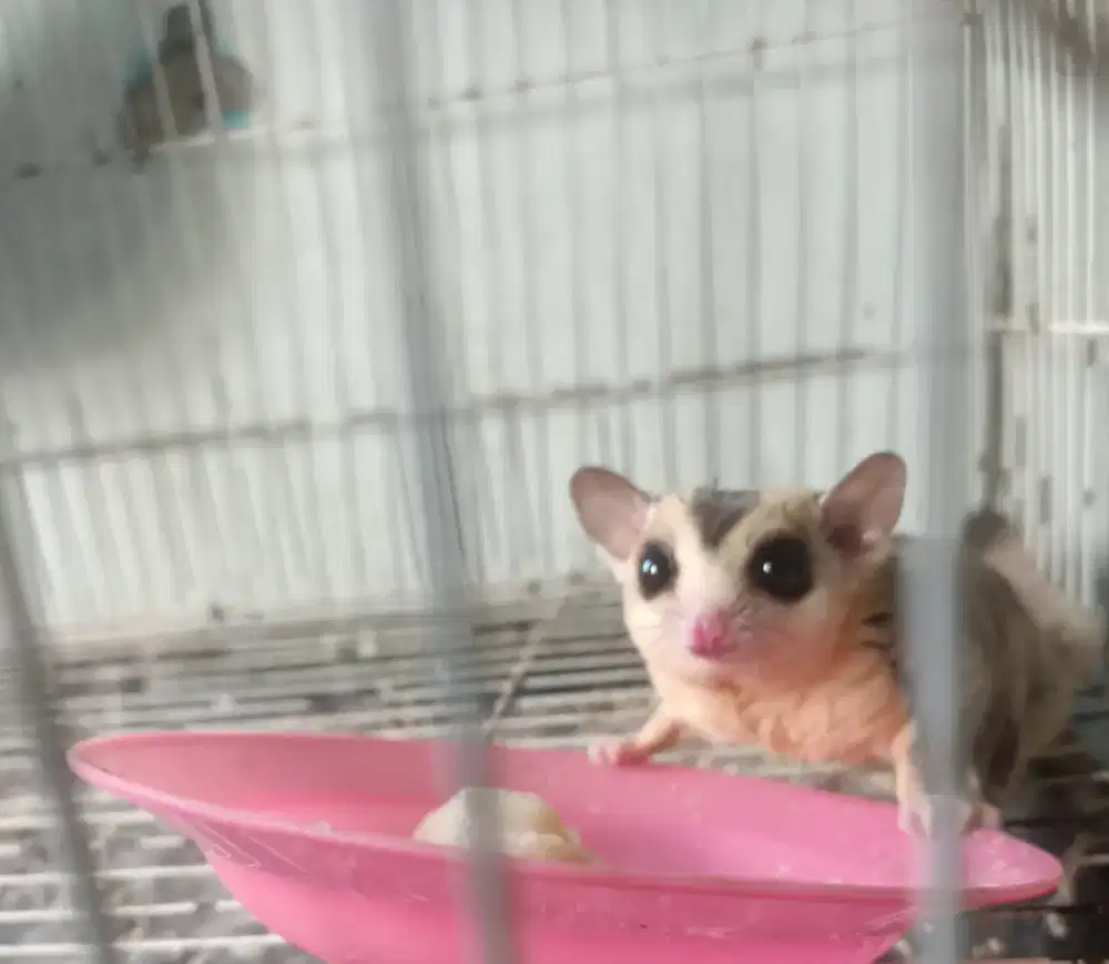 Sugar glider white face jantan