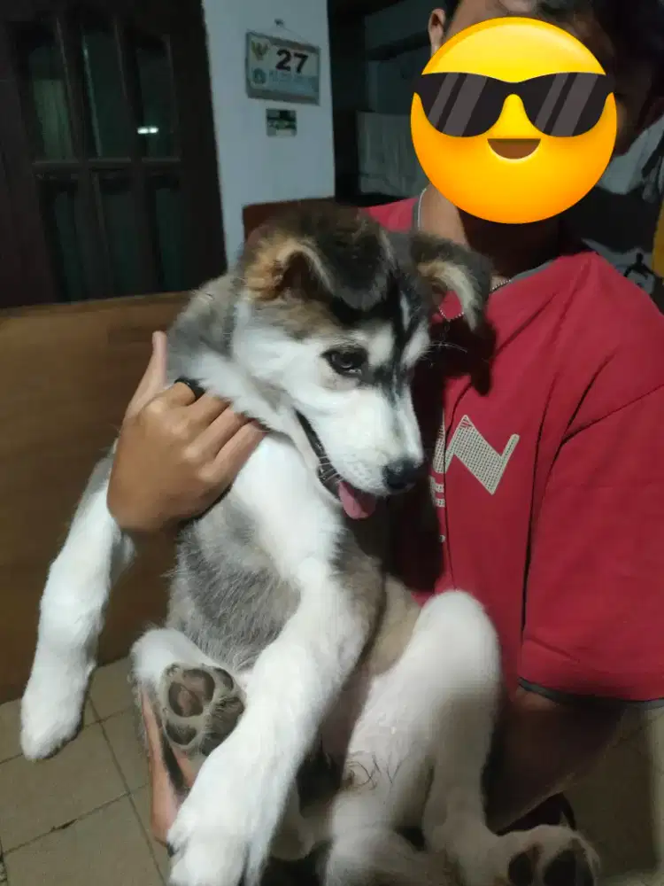 Husky Puppy Betina