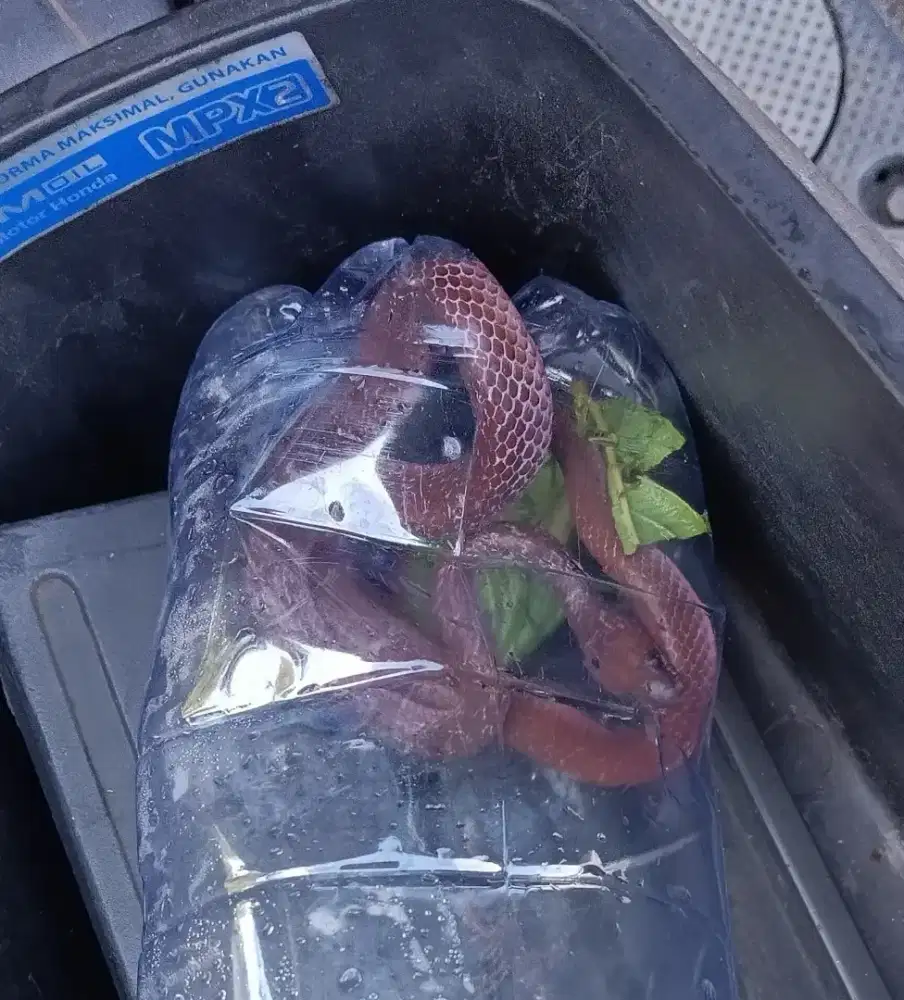 Elapoidis fuska langka unik