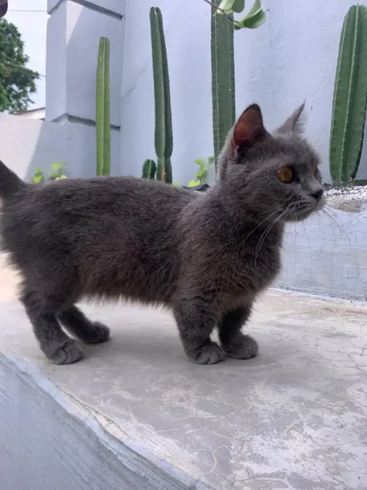Kucing Munchkin Bsh Betina British  Short Hair Birahi