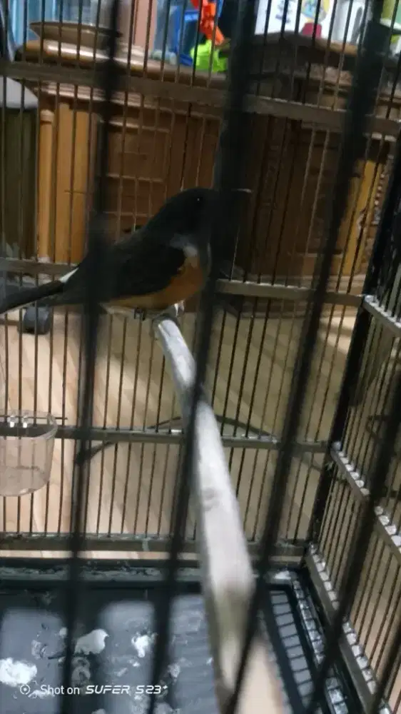 Murai betina sudah produksi