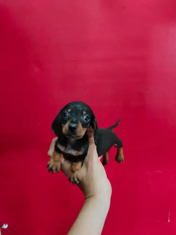 Miniatur tekel black tan jantan cakep