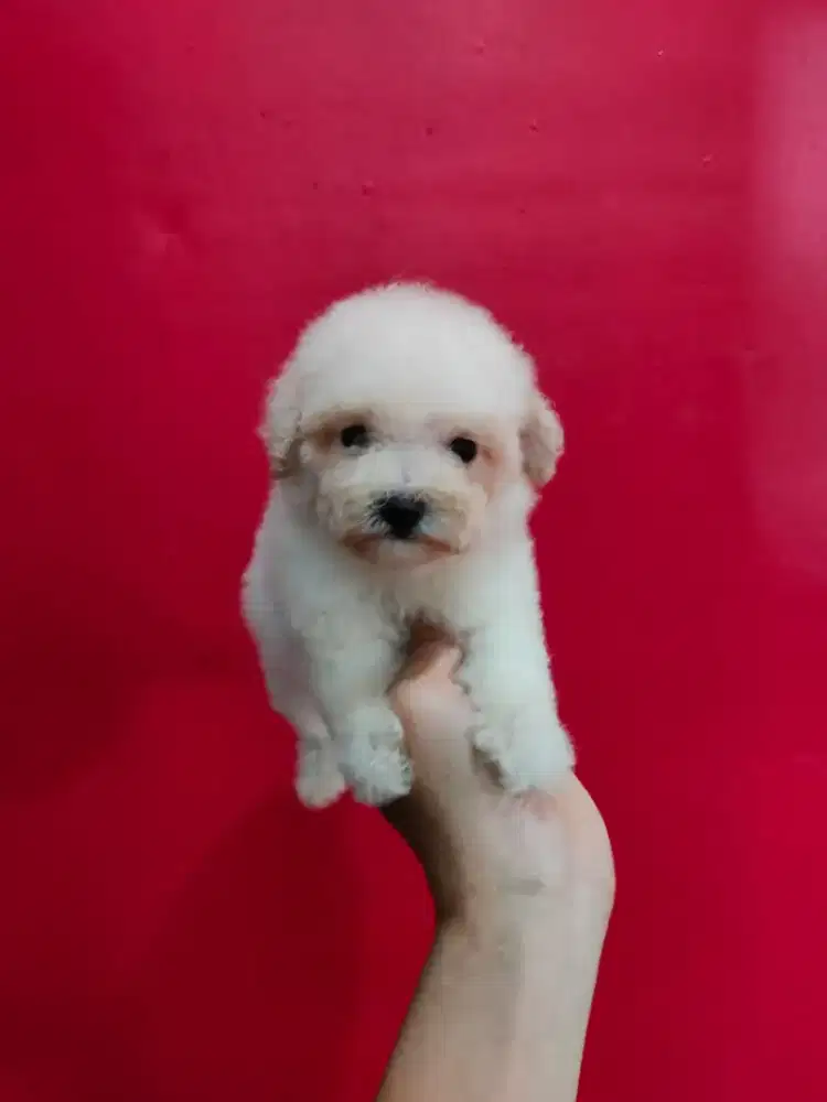 Maltipo betina cantik