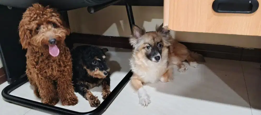 Anjing Toy Poodle & Phantom Poodle