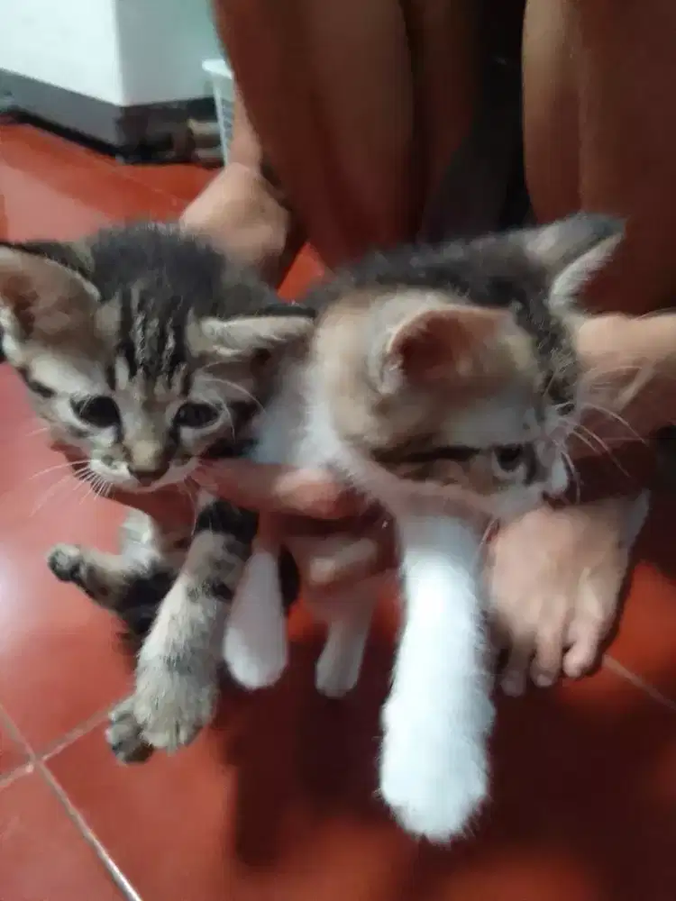 Anak Kucing ras campur